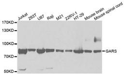 Western blot analysis of extracts of various cell lines using GARS antibody