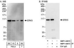 Western Blot: ERK5 Antibody [NBP1-42673] - Whole cell lysate from HeLa (5, 15 and 50 mcg for WB; 1 mg for IP, 20% of IP loaded) and 293T (T; 50 mcg) cells.  Antibodies: Affinity purified rabbit anti-ERK5 antibody used for WB at 0.04 mcg/ml (A) and 1 mcg/ml (B) and used for IP at 3 mcg/mg lysate.  ERK5 was also immunoprecipitated by rabbit anti-ERK5 antibody NBP1-42672, which recognizes an upstream epitope.