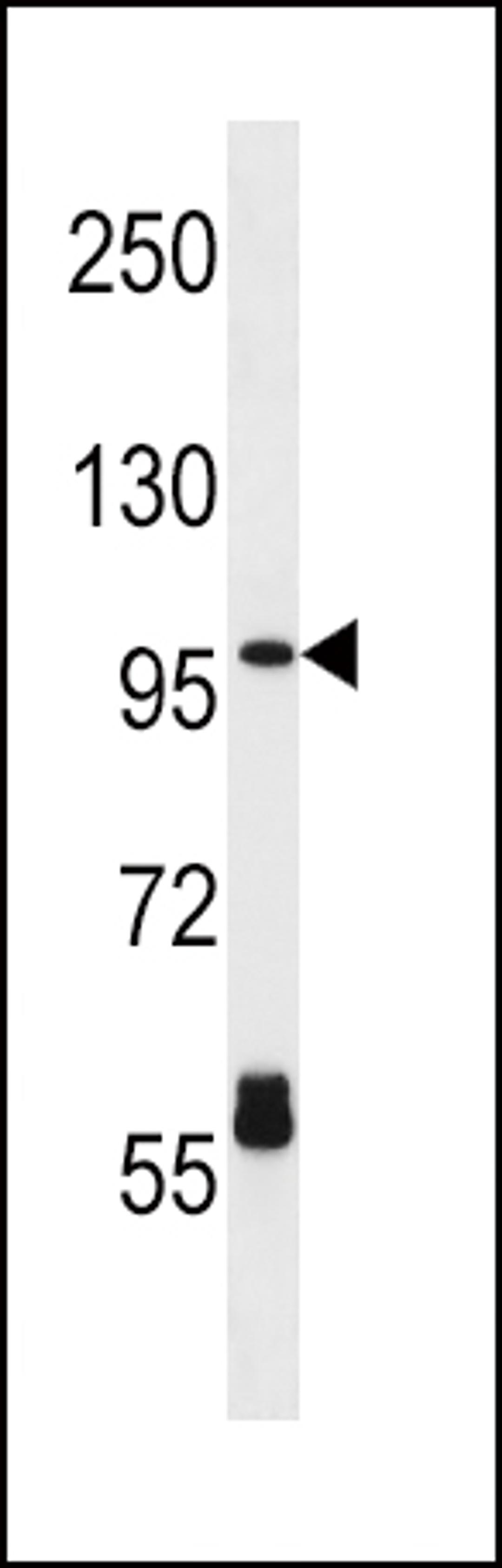 Western blot analysis in HL-60 cell line lysates (35ug/lane).