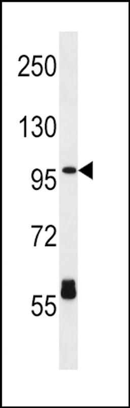 Western blot analysis in HL-60 cell line lysates (35ug/lane).