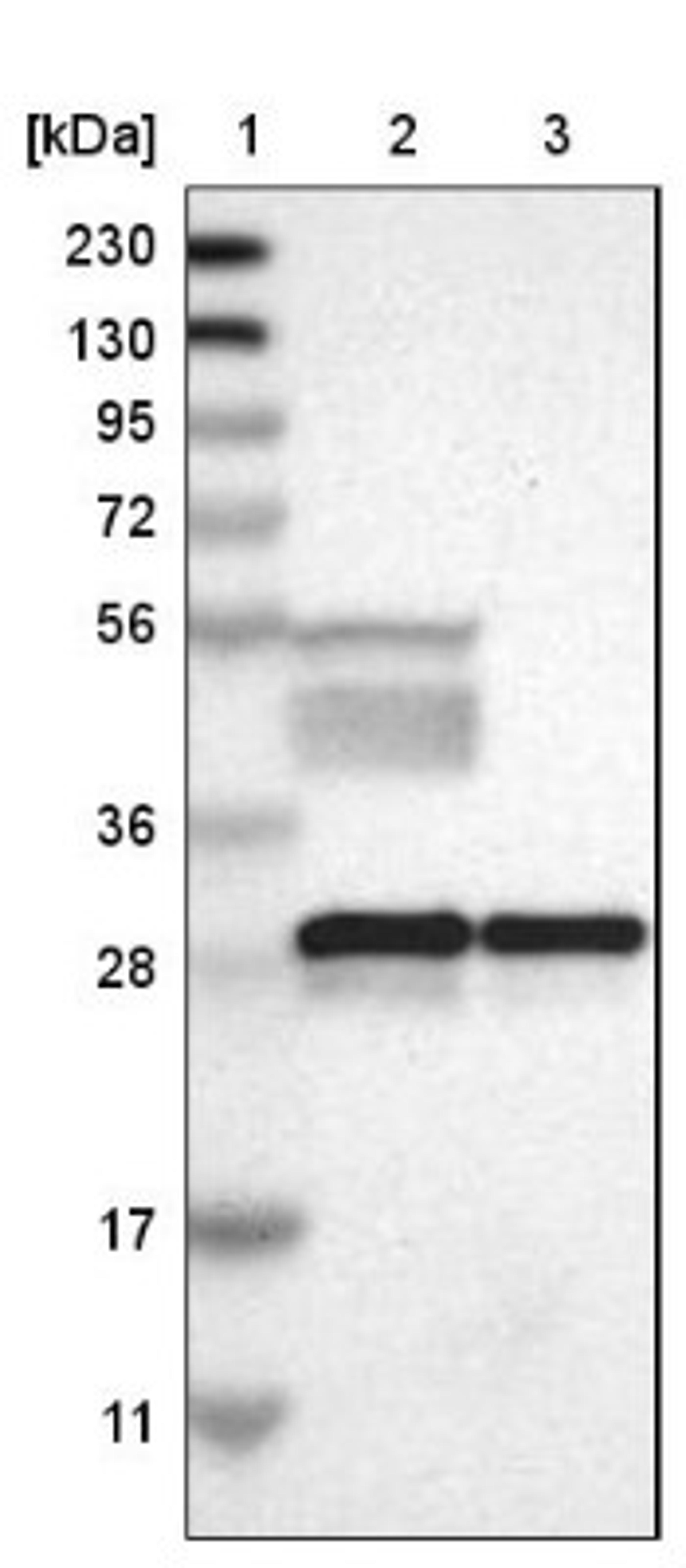 Western Blot: 14-3-3 beta/alpha Antibody [NBP1-80611] - Lane 1: Marker [kDa] 230, 130, 95, 72, 56, 36, 28, 17, 11<br/>Lane 2: Human cell line RT-4<br/>Lane 3: Human cell line U-251MG sp