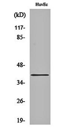 Western blot analysis of HuvEc cell lysates using MRGF antibody