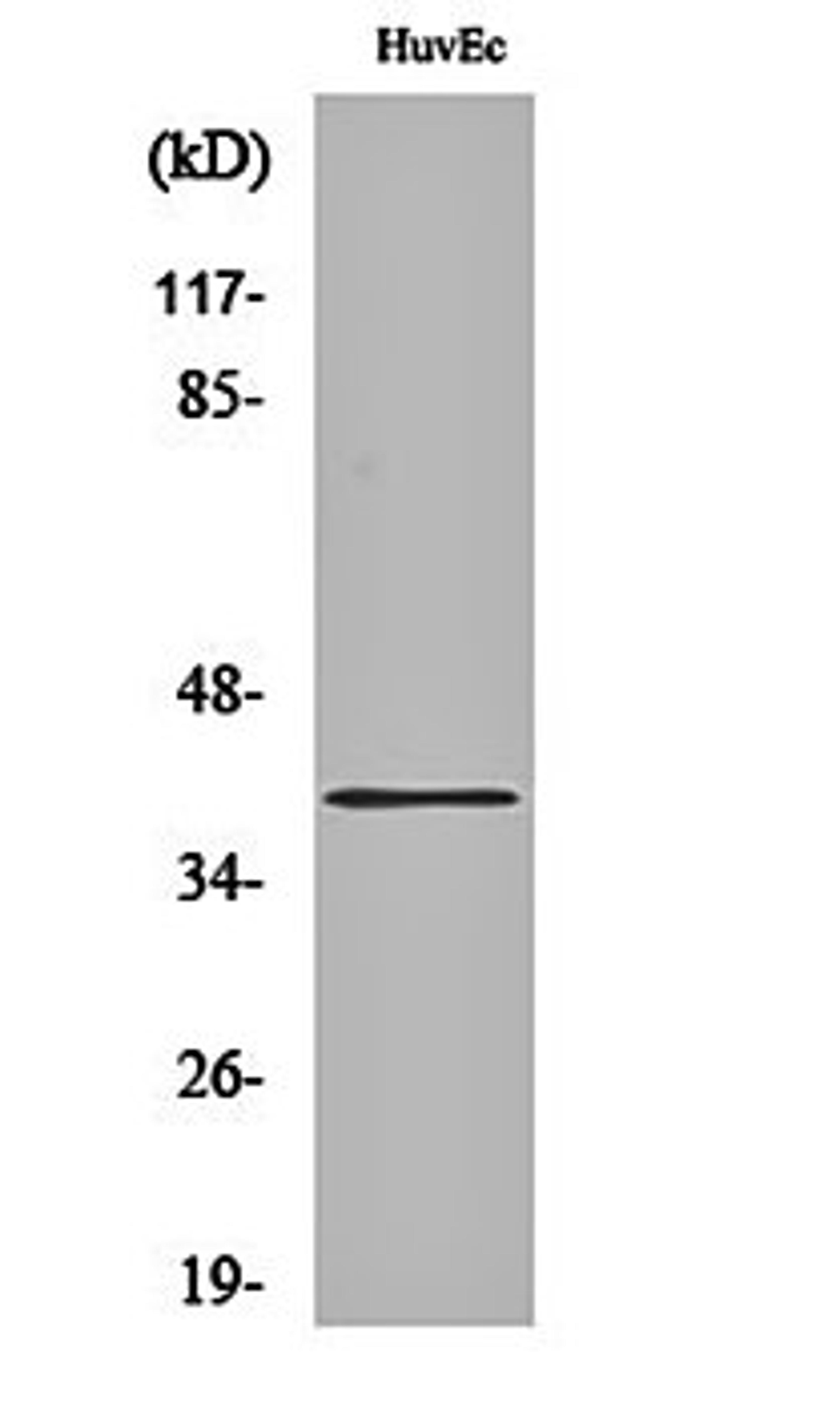 Western blot analysis of HuvEc cell lysates using MRGF antibody