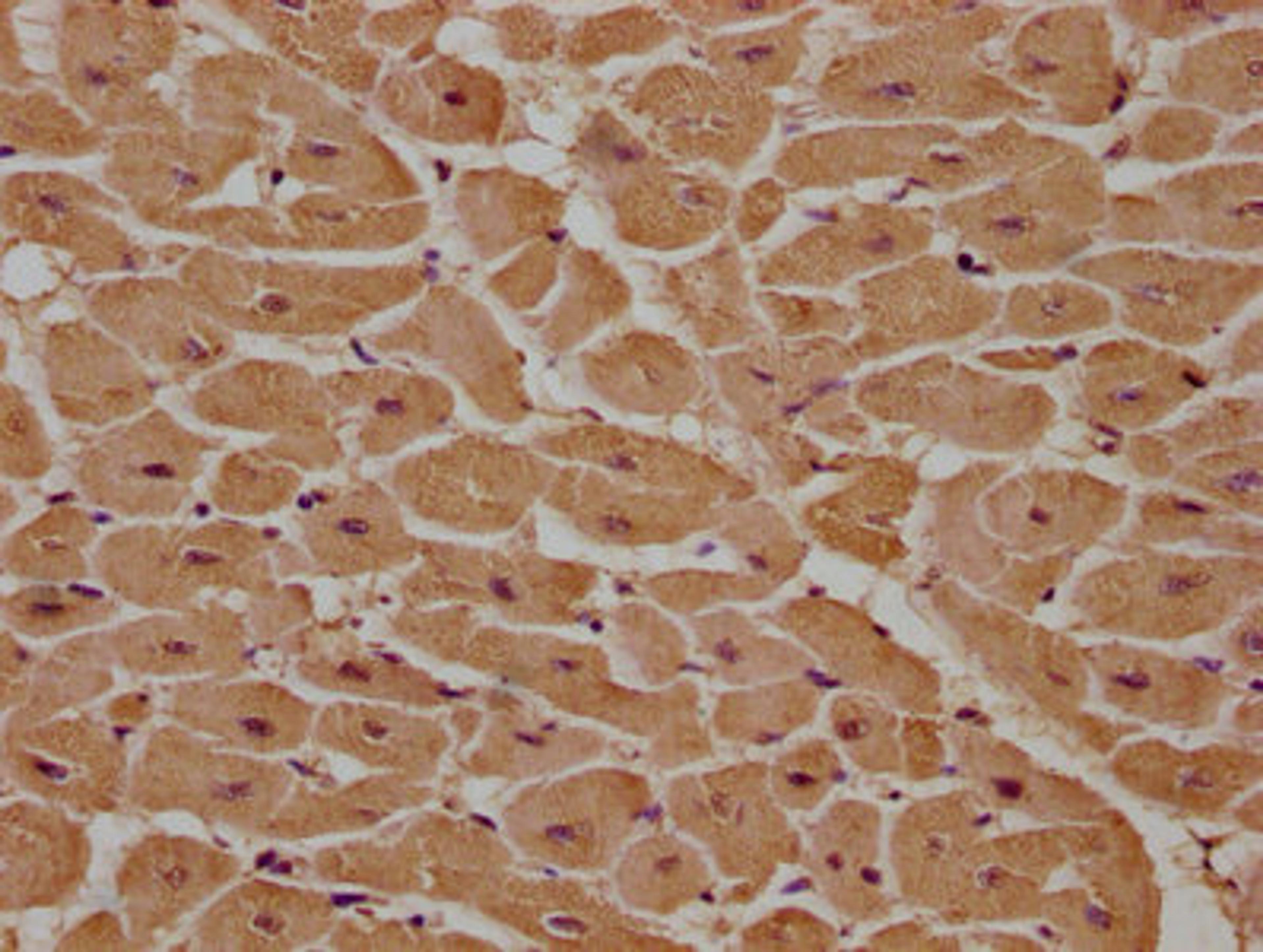 IHC image of CSB-PA013579LA01HU diluted at 1:100 and staining in paraffin-embedded human heart tissue performed on a Leica BondTM system. After dewaxing and hydration, antigen retrieval was mediated by high pressure in a citrate buffer (pH 6.0). Section was blocked with 10% normal goat serum 30min at RT. Then primary antibody (1% BSA) was incubated at 4°C overnight. The primary is detected by a biotinylated secondary antibody and visualized using an HRP conjugated SP system.