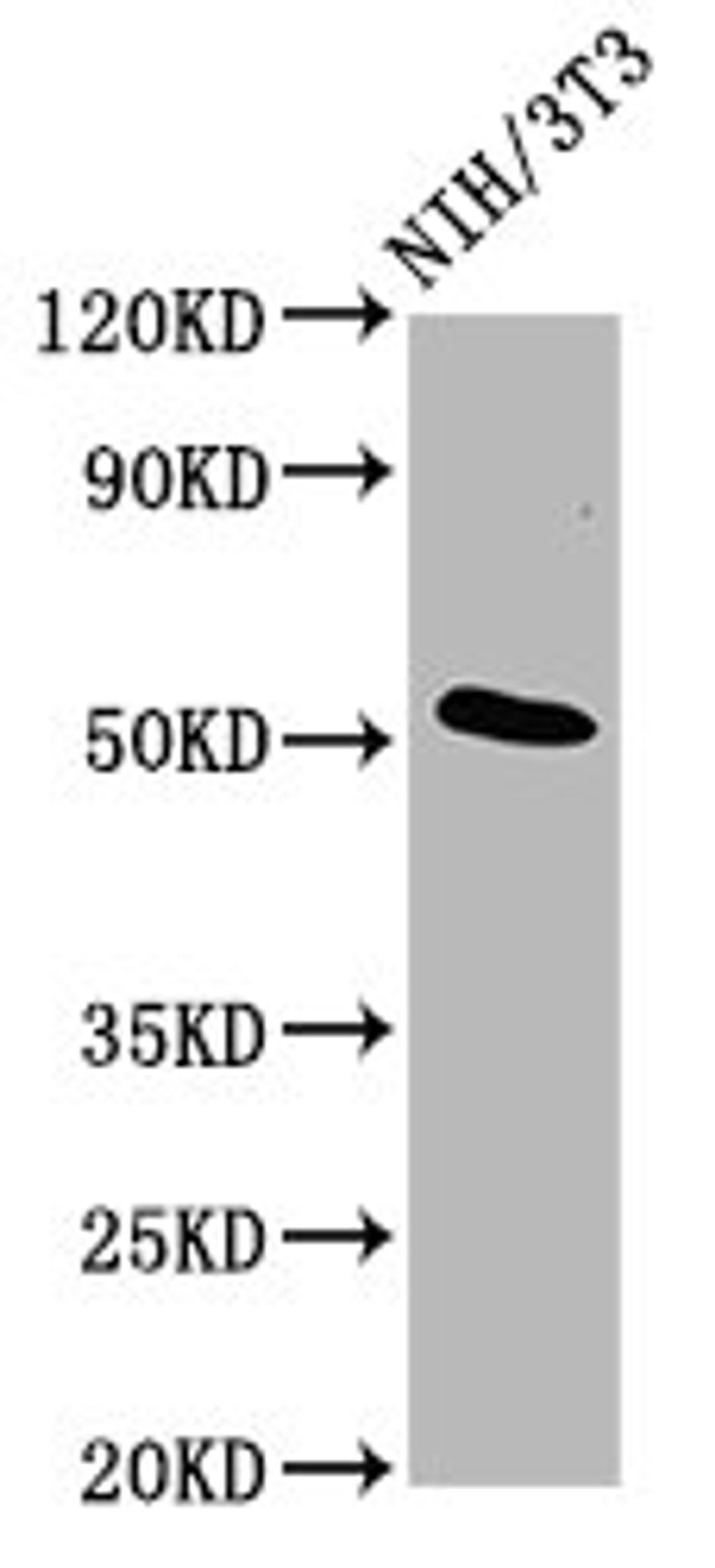 Western Blot. Positive WB detected in: NIH/3T3 whole cell lysate. All lanes: ODR4 antibody at 4.8ug/ml. Secondary. Goat polyclonal to rabbit IgG at 1/50000 dilution. Predicted band size: 52, 49, 38, 48 kDa. Observed band size: 52 kDa. 