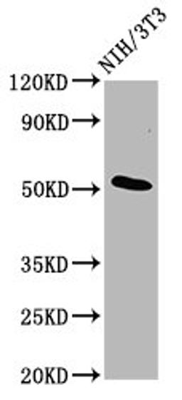 Western Blot. Positive WB detected in: NIH/3T3 whole cell lysate. All lanes: ODR4 antibody at 4.8ug/ml. Secondary. Goat polyclonal to rabbit IgG at 1/50000 dilution. Predicted band size: 52, 49, 38, 48 kDa. Observed band size: 52 kDa. 