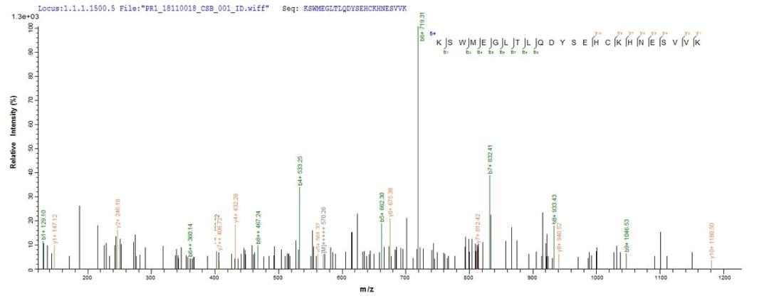 Based on the SEQUEST from database of Baculovirus host and target protein, the LC-MS/MS Analysis result of CSB-BP018904HU could indicate that this peptide derived from Baculovirus-expressed Homo sapiens (Human) PSMD14.