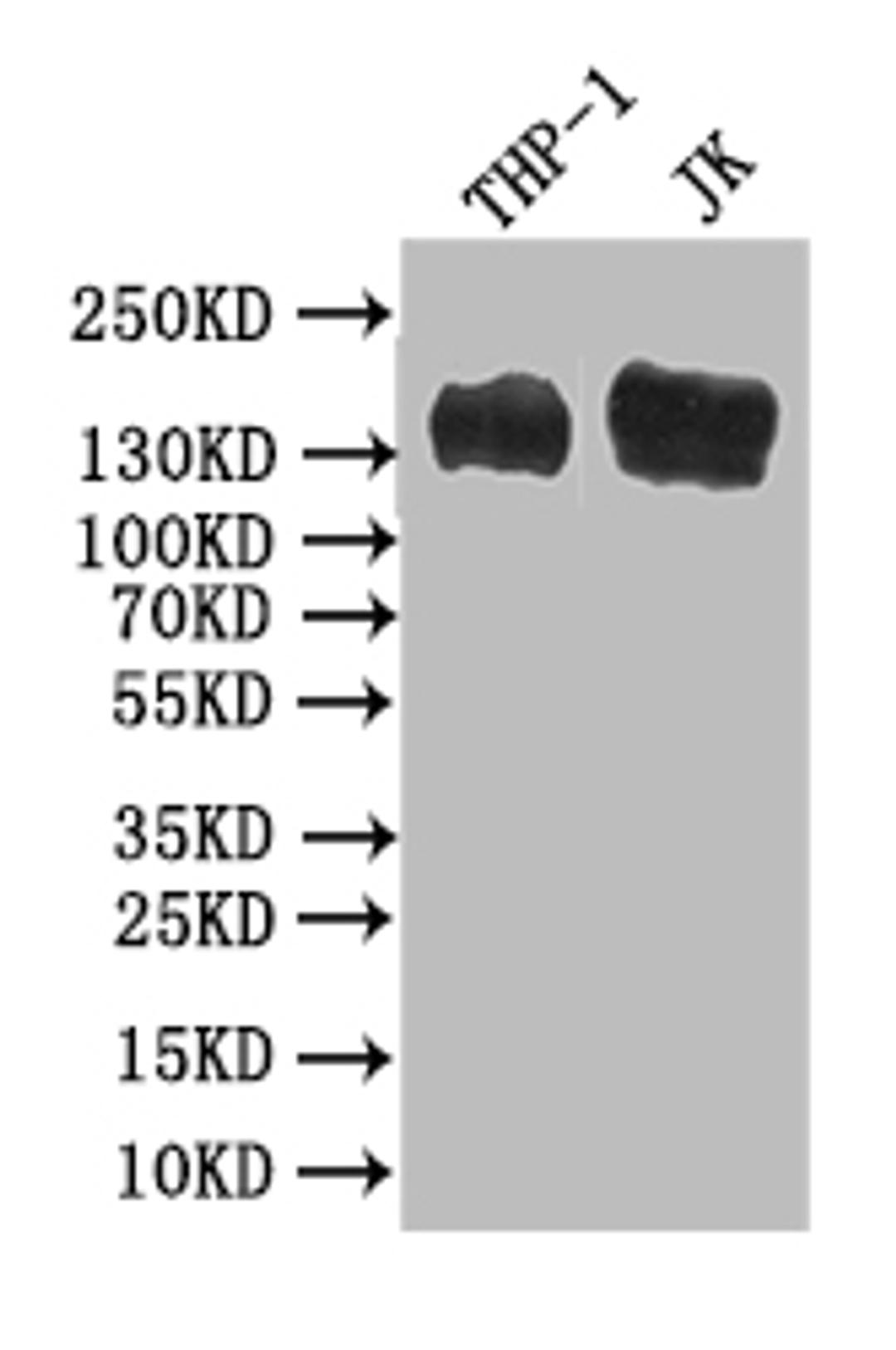 Western Blot. Positive WB detected in: THP-1 whole cell lysate, JK whole cell lysate. All lanes: PECAM1 antibody at 1:500. Secondary. Goat polyclonal to mouse IgG at 1/50000 dilution. Predicted band size: 82-140 kDa. Observed band size: 140 kDa. 