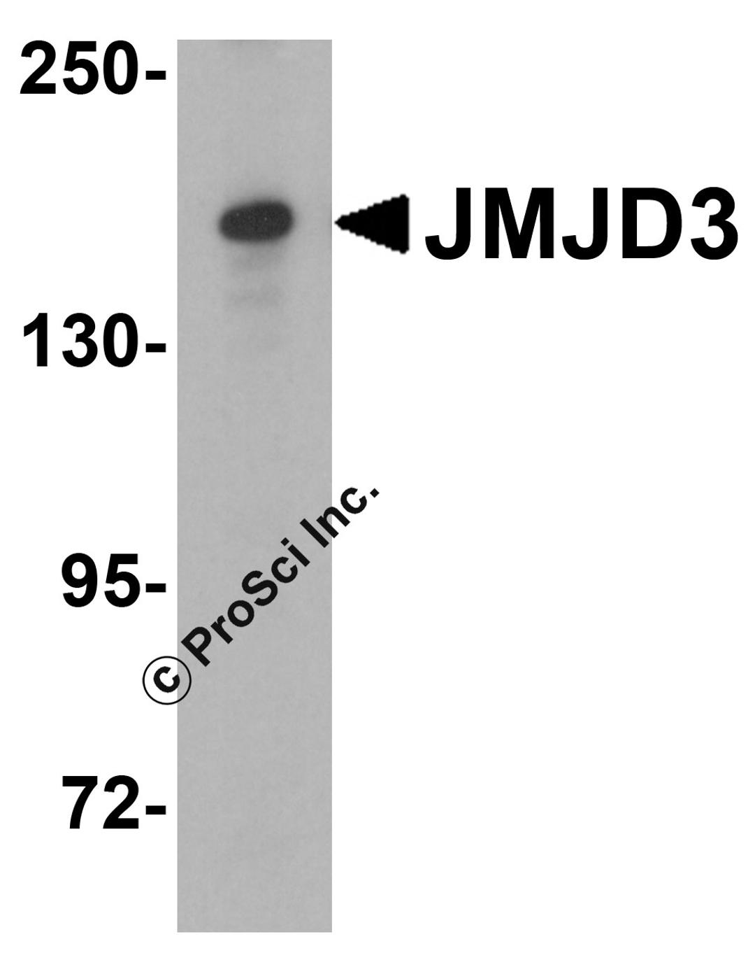 Western blot analysis of JMJD3 in HeLa cell lysate with JMJD3 antibody at 0.25 μg/mL.