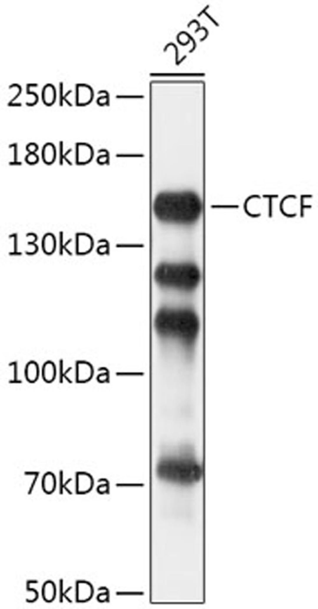 Western blot - CTCF antibody (A13272)