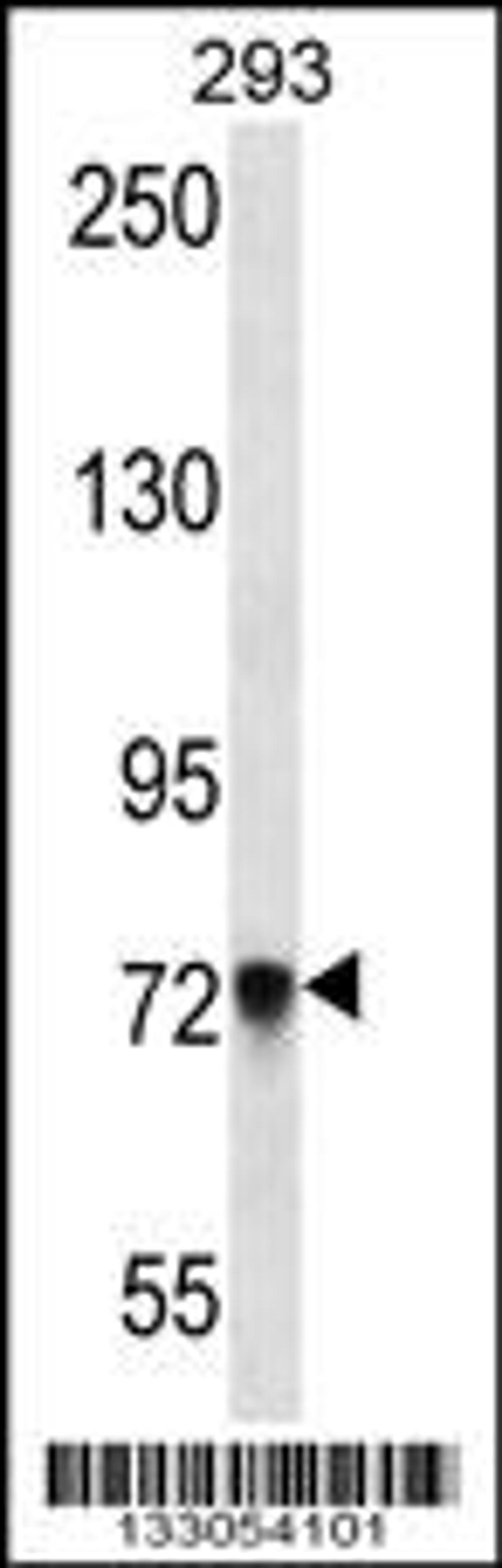 Western blot analysis in 293 cell line lysates (35ug/lane).