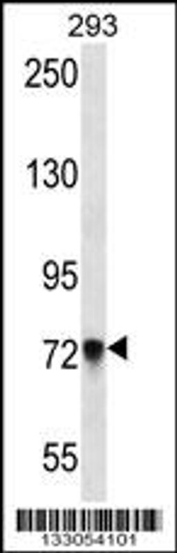 Western blot analysis in 293 cell line lysates (35ug/lane).