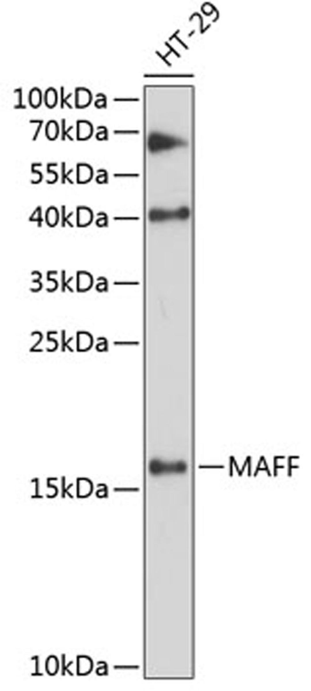 Western blot - MAFF antibody (A12920)