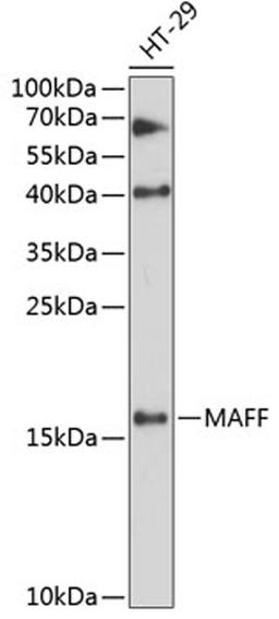 Western blot - MAFF antibody (A12920)