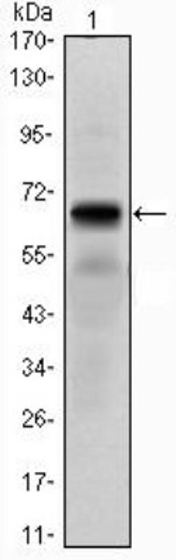 Western Blot: PTH1R/PTHR1 Antibody (4D2) [NBP1-51640] - Analysis using PTH1R mAb against PTH1R (AA: 27-188)-hIgGFc transfected HEK293 cell lysate.