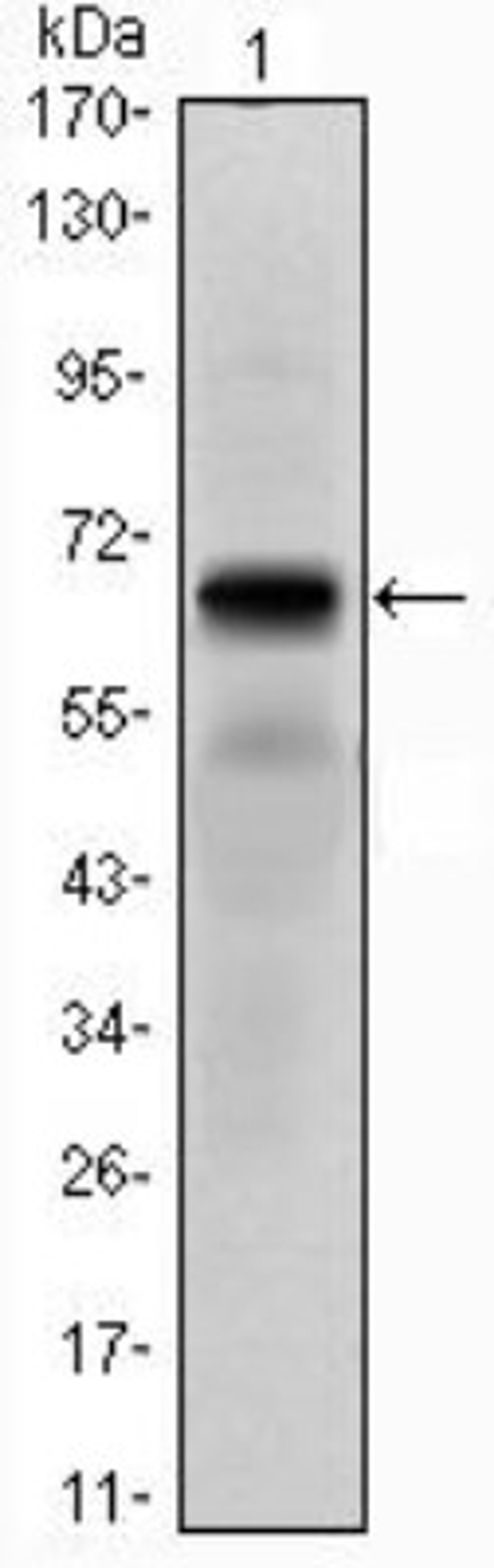 Western Blot: PTH1R/PTHR1 Antibody (4D2) [NBP1-51640] - Analysis using PTH1R mAb against PTH1R (AA: 27-188)-hIgGFc transfected HEK293 cell lysate.