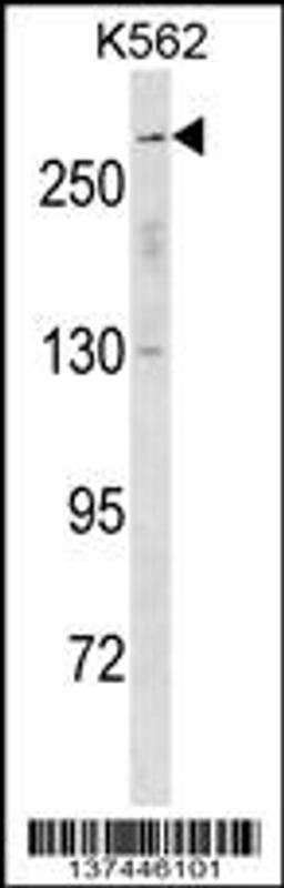 Western blot analysis in K562 cell line lysates (35ug/lane).