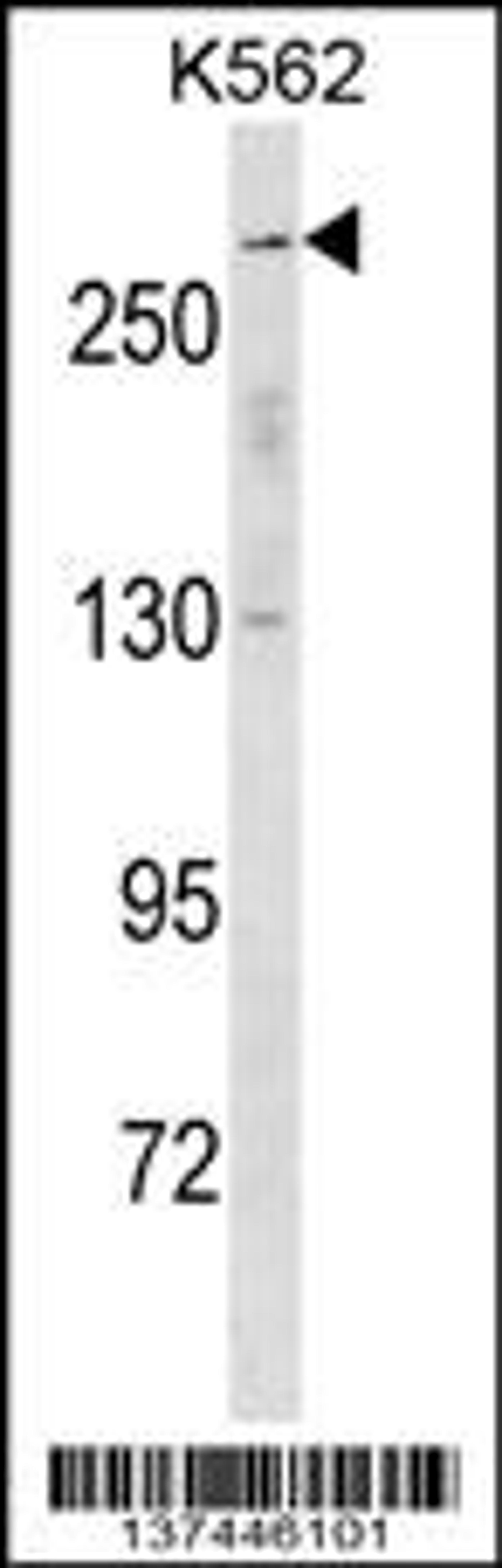 Western blot analysis in K562 cell line lysates (35ug/lane).