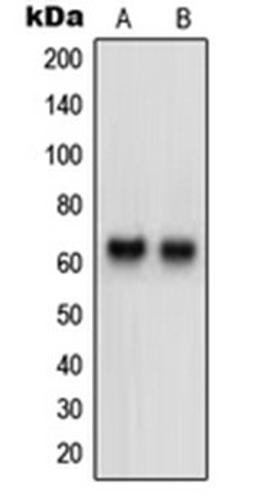 Western blot analysis of HeLa (Lane 1), HepG2 (Lane 2) whole cell lysates using NTM antibody