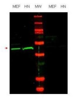 Western blot analysis of mouse embryonic fibroblast (MEF) cell lysate (lane 1) and HeLa nuclear extract (HN) (lane 2) using 42647 antibody