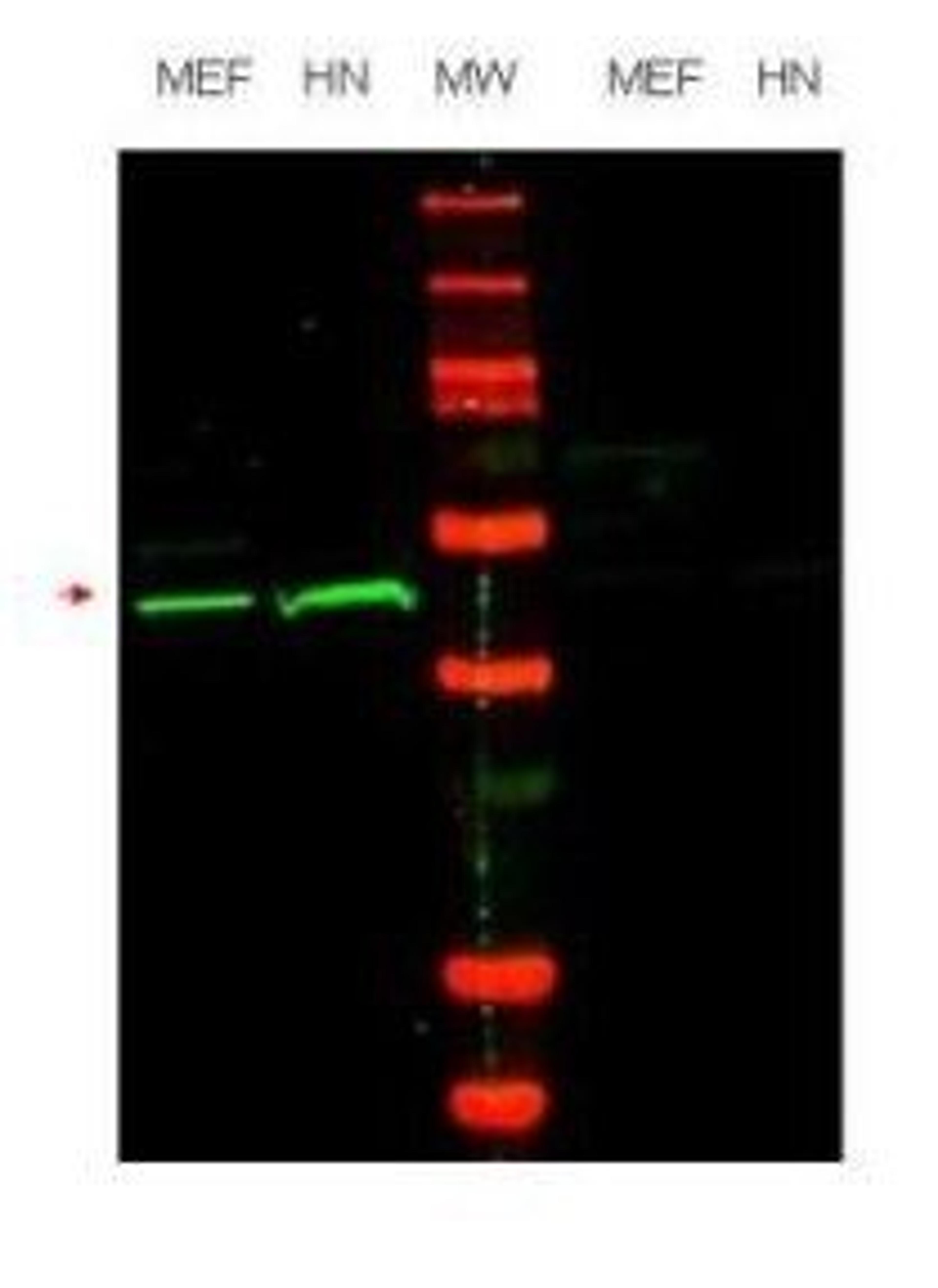 Western blot analysis of mouse embryonic fibroblast (MEF) cell lysate (lane 1) and HeLa nuclear extract (HN) (lane 2) using 42647 antibody