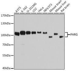 Western blot - PARG antibody (A10577)