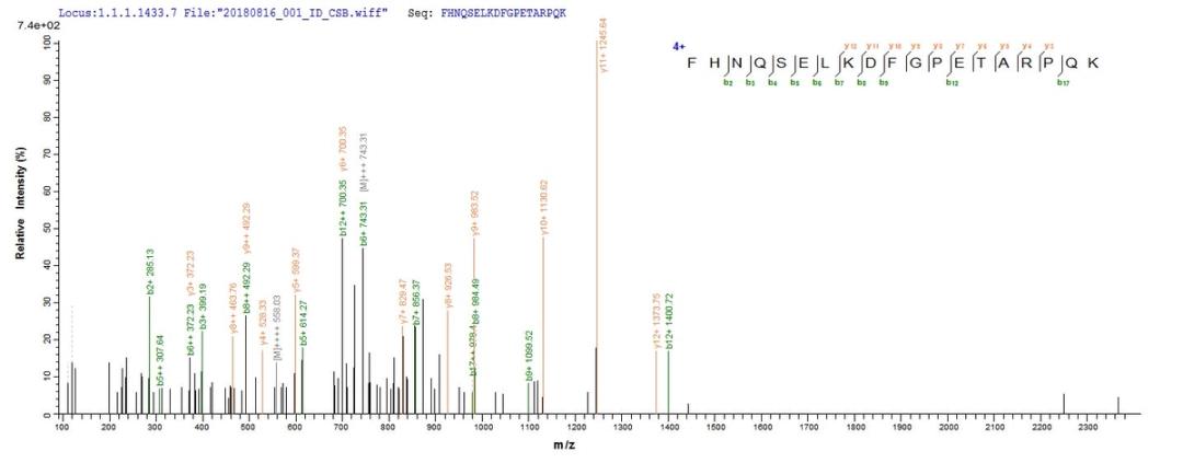 Based on the SEQUEST from database of E.coli host and target protein, the LC-MS/MS Analysis result of CSB-EP859165RA could indicate that this peptide derived from E.coli-expressed Rattus norvegicus (Rat) Sost.
