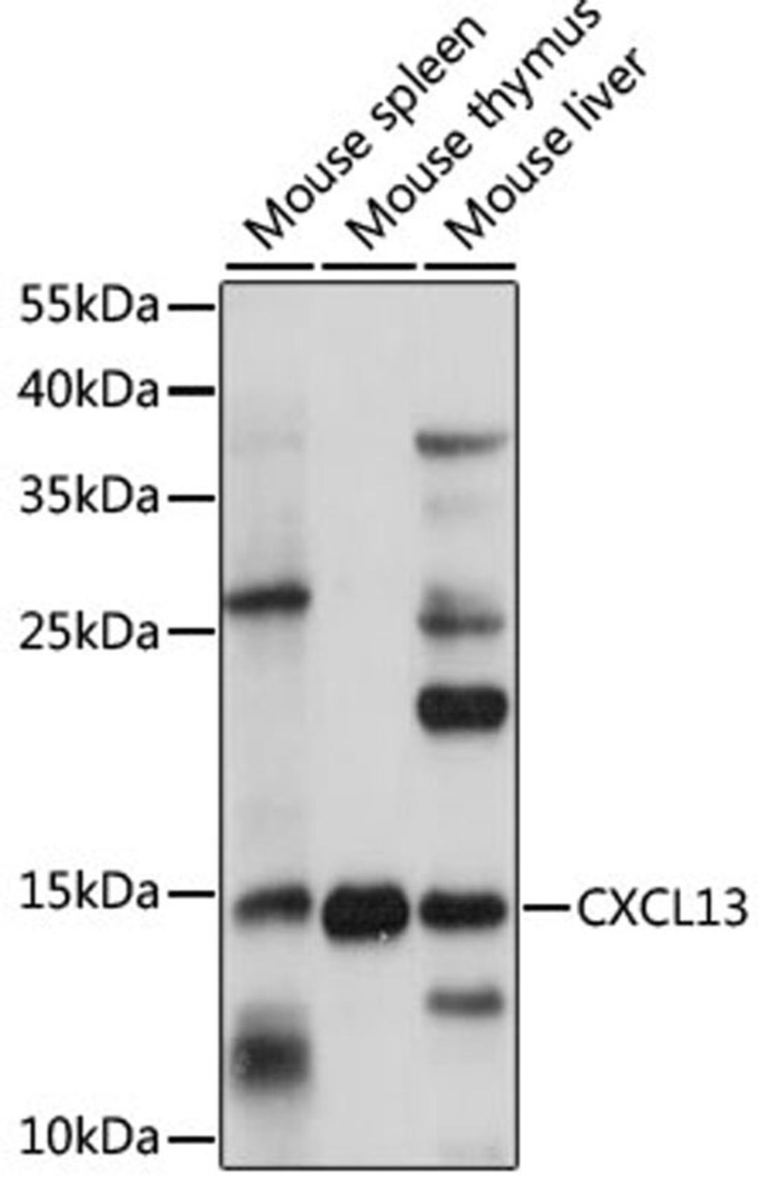 Western blot - CXCL13 antibody (A15782)