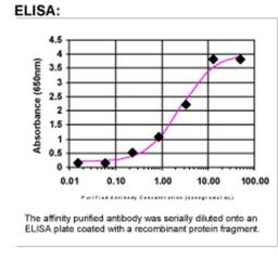 ELISA: MYST3 Antibody [21620002] - The affinity purified antibody was serially diluted onto an ELISA plate coated with a recombinant protein fragment.