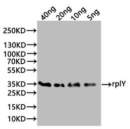 Western Blot. Positive WB detected in: recombinant protein. All lanes:rplY Antibody at 1:1000. Secondary. Goat polyclonal to rabbit IgG at 1/20000 dilution. Predicted band size: 35 kDa. Observed band size: 35 kDa. 