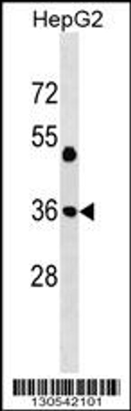 Western blot analysis in HepG2 cell line lysates (35ug/lane).