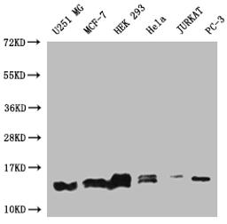 Western Blot. Positive WB detected in: U251 whole cell lysate, MCF-7 whole cell lysate, HEK293 whole cell lysate, Hela whole cell lysate, Jurkat whole cell lysate, PC3 whole cell lysate. All lanes: PIN4 antibody at 1:1000. Secondary. Goat polyclonal to rabbit IgG at 1/50000 dilution. Predicted band size: 14, 17, 15 kDa. Observed band size: 12-17 kDa. 