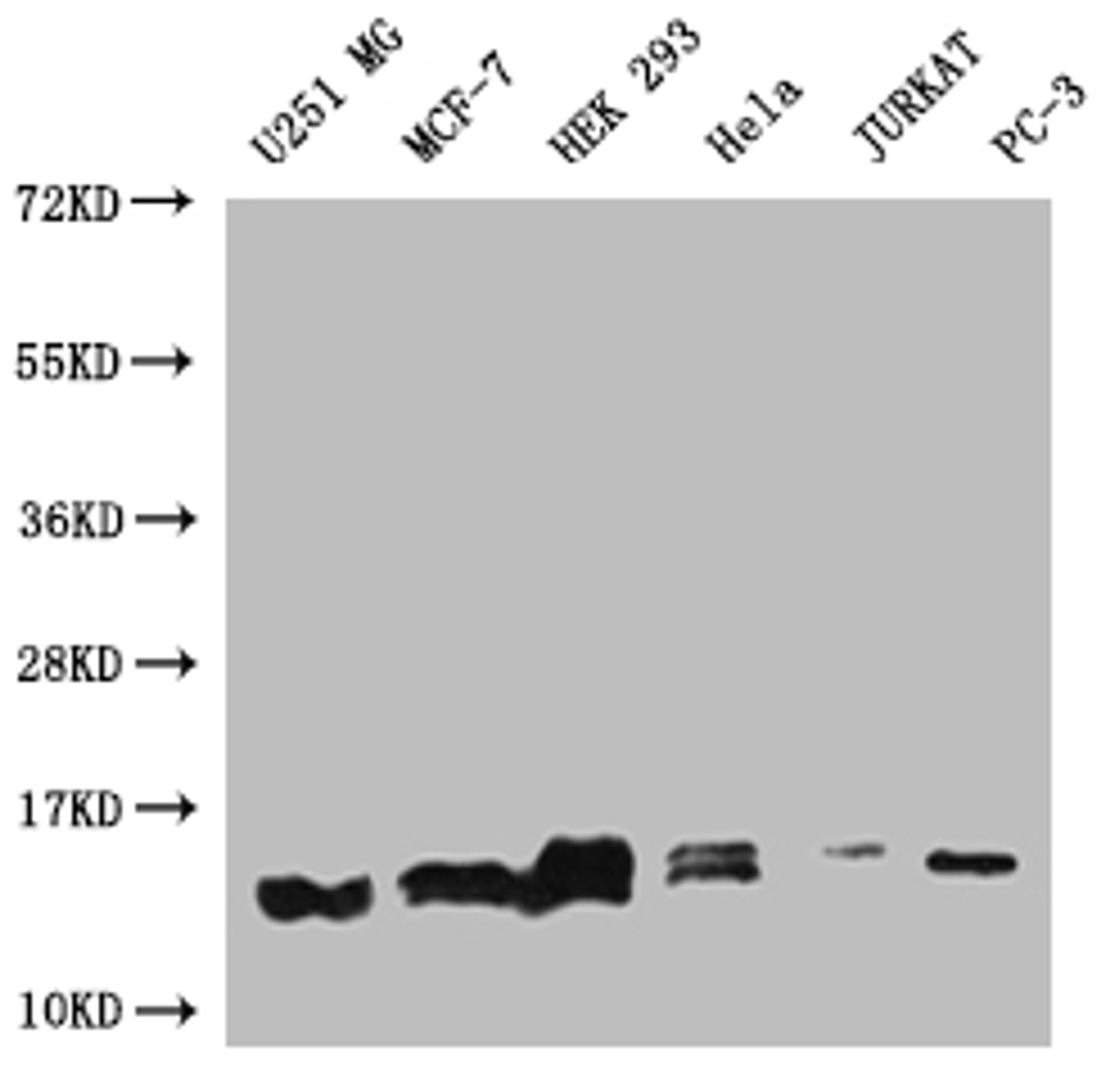 Western Blot. Positive WB detected in: U251 whole cell lysate, MCF-7 whole cell lysate, HEK293 whole cell lysate, Hela whole cell lysate, Jurkat whole cell lysate, PC3 whole cell lysate. All lanes: PIN4 antibody at 1:1000. Secondary. Goat polyclonal to rabbit IgG at 1/50000 dilution. Predicted band size: 14, 17, 15 kDa. Observed band size: 12-17 kDa. 