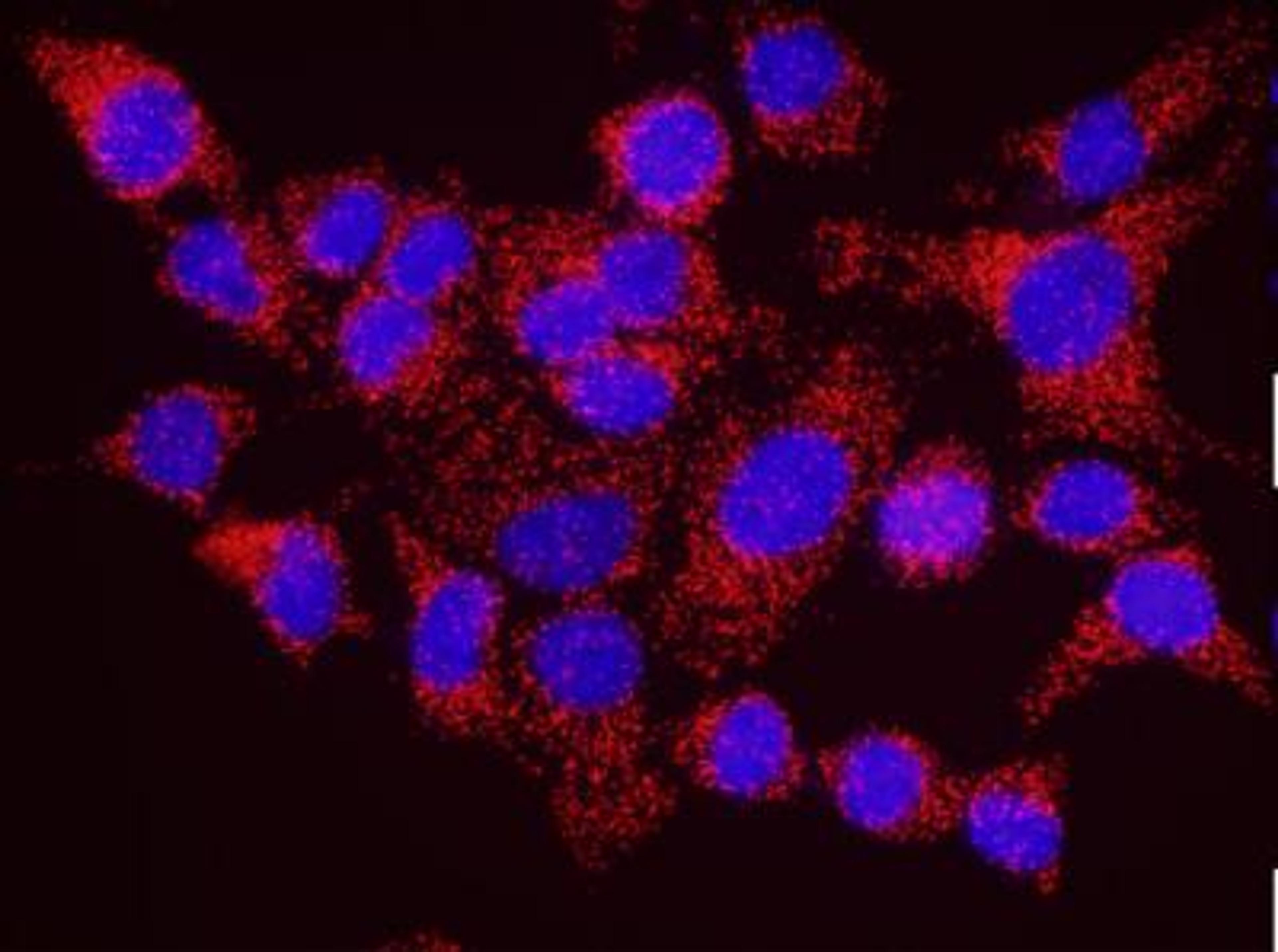 Proximity Ligation Assay: MOV10 Antibody [NB100-77314] - Secondary-conjugate Duolink II PLA in Hela Cells. Goat anti-human RENT1 (NB100-370) and rabbit anti human MOV10 (NB100-77314). Image merged from DAPI (2ms) and Texas Red (200ms) exposures, 40X magnification.