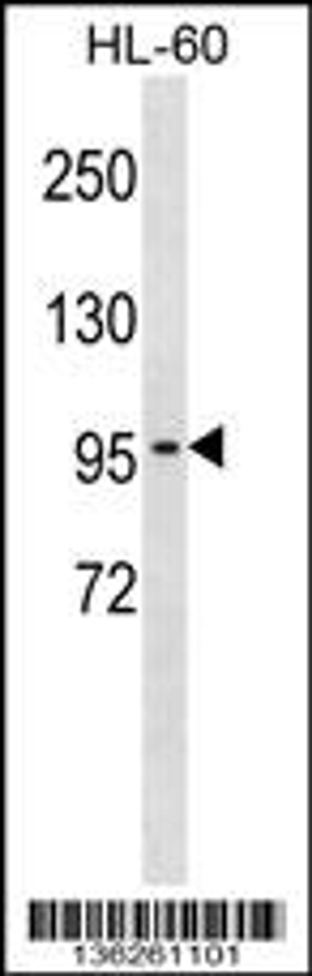 Western blot analysis in HL-60 cell line lysates (35ug/lane).