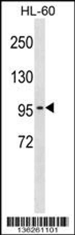 Western blot analysis in HL-60 cell line lysates (35ug/lane).