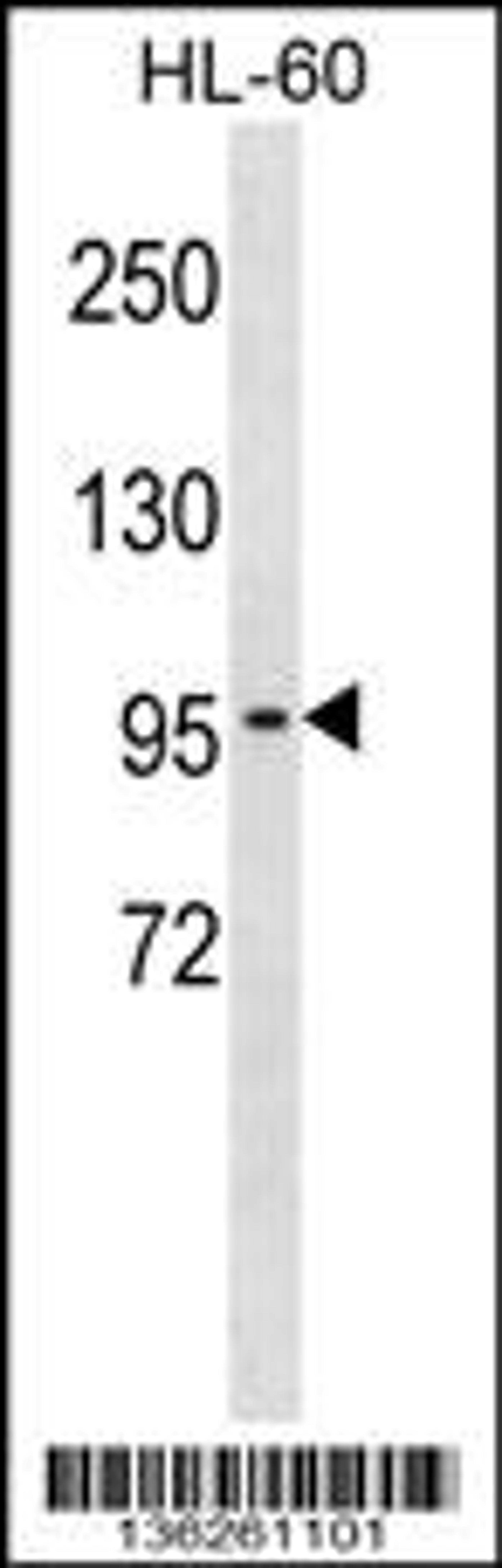 Western blot analysis in HL-60 cell line lysates (35ug/lane).