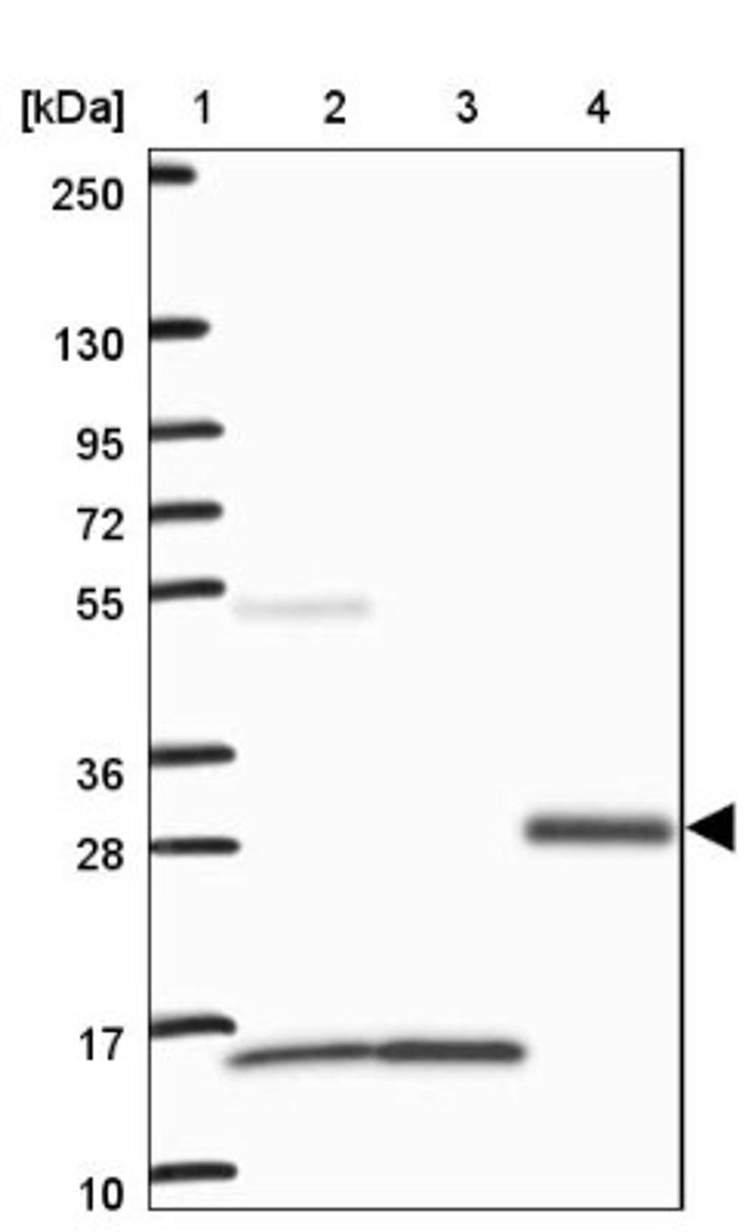 Western Blot: VWC2 Antibody [NBP2-33745] - Lane 1: Marker [kDa] 250, 130, 95, 72, 55, 36, 28, 17, 10<br/>Lane 2: Human cell line RT-4<br/>Lane 3: Human cell line U-251MG sp<br/>Lane 4: Human plasma (IgG/HSA depleted)