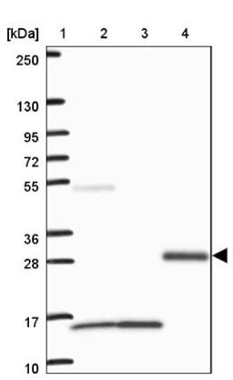 Western Blot: VWC2 Antibody [NBP2-33745] - Lane 1: Marker [kDa] 250, 130, 95, 72, 55, 36, 28, 17, 10<br/>Lane 2: Human cell line RT-4<br/>Lane 3: Human cell line U-251MG sp<br/>Lane 4: Human plasma (IgG/HSA depleted)