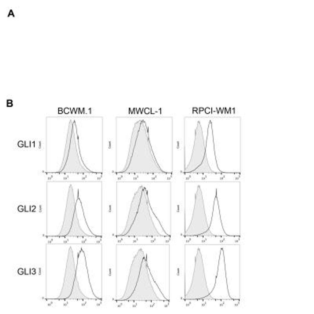 Flow (Intracellular): GLI-3 Antibody [NBP2-29627] - intracellular staining for GLI-3 in untreated human B cell lines (BCWM.1, MWCL-1 and RPCI-WM1)  using anti-GLI-3 antibody. Rabbit IgG Isotype Control (Cat# NBP2-36463) was used as a negative control. Image courtesy of Sherine Elsawa, Northern Illinois University.