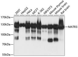 Western blot - MATR3 antibody (A5905)