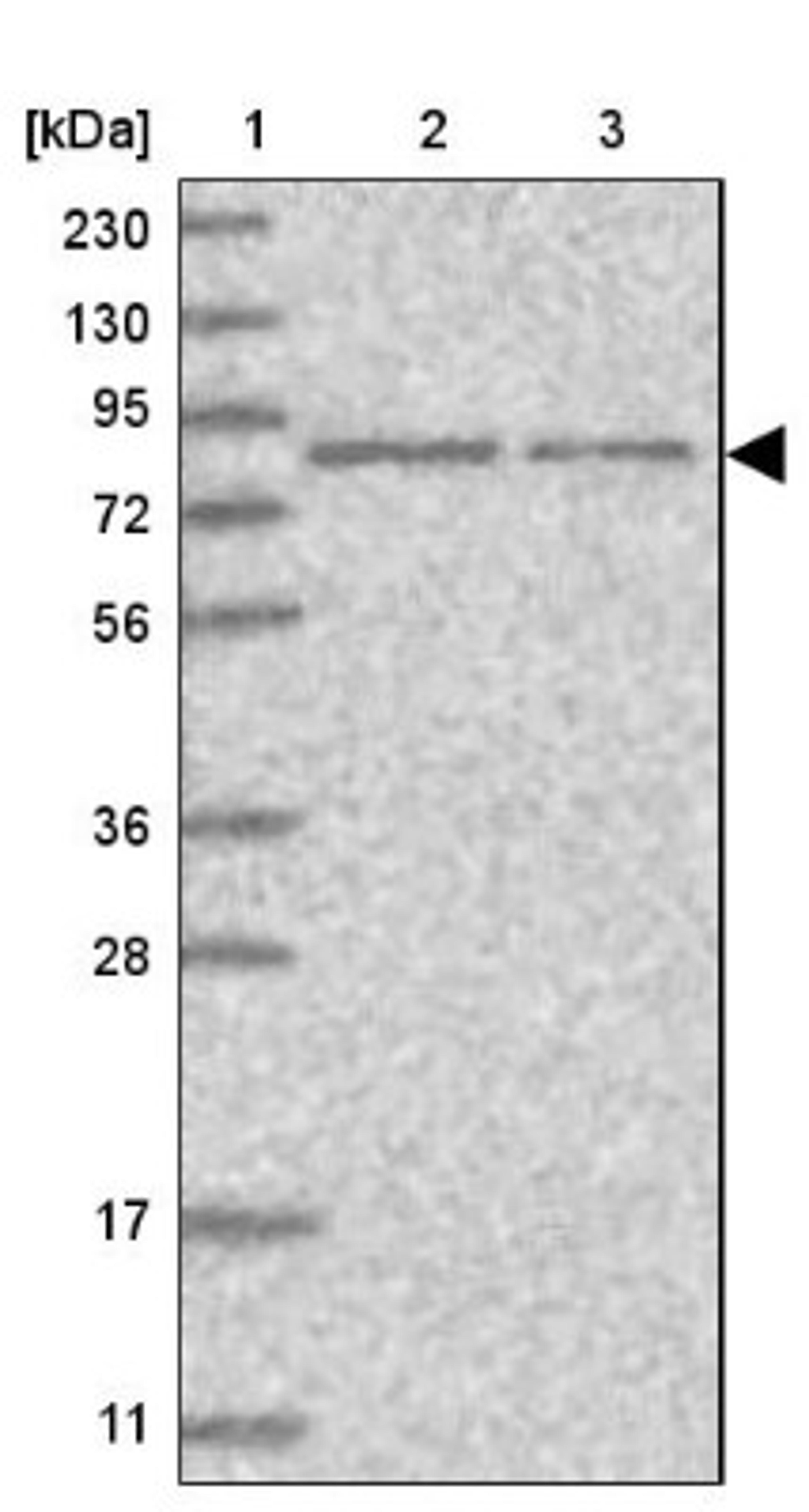 Western Blot: HOOK3 Antibody [NBP1-81743] - Lane 1: Marker [kDa] 230, 130, 95, 72, 56, 36, 28, 17, 11<br/>Lane 2: Human cell line RT-4<br/>Lane 3: Human cell line U-251MG sp