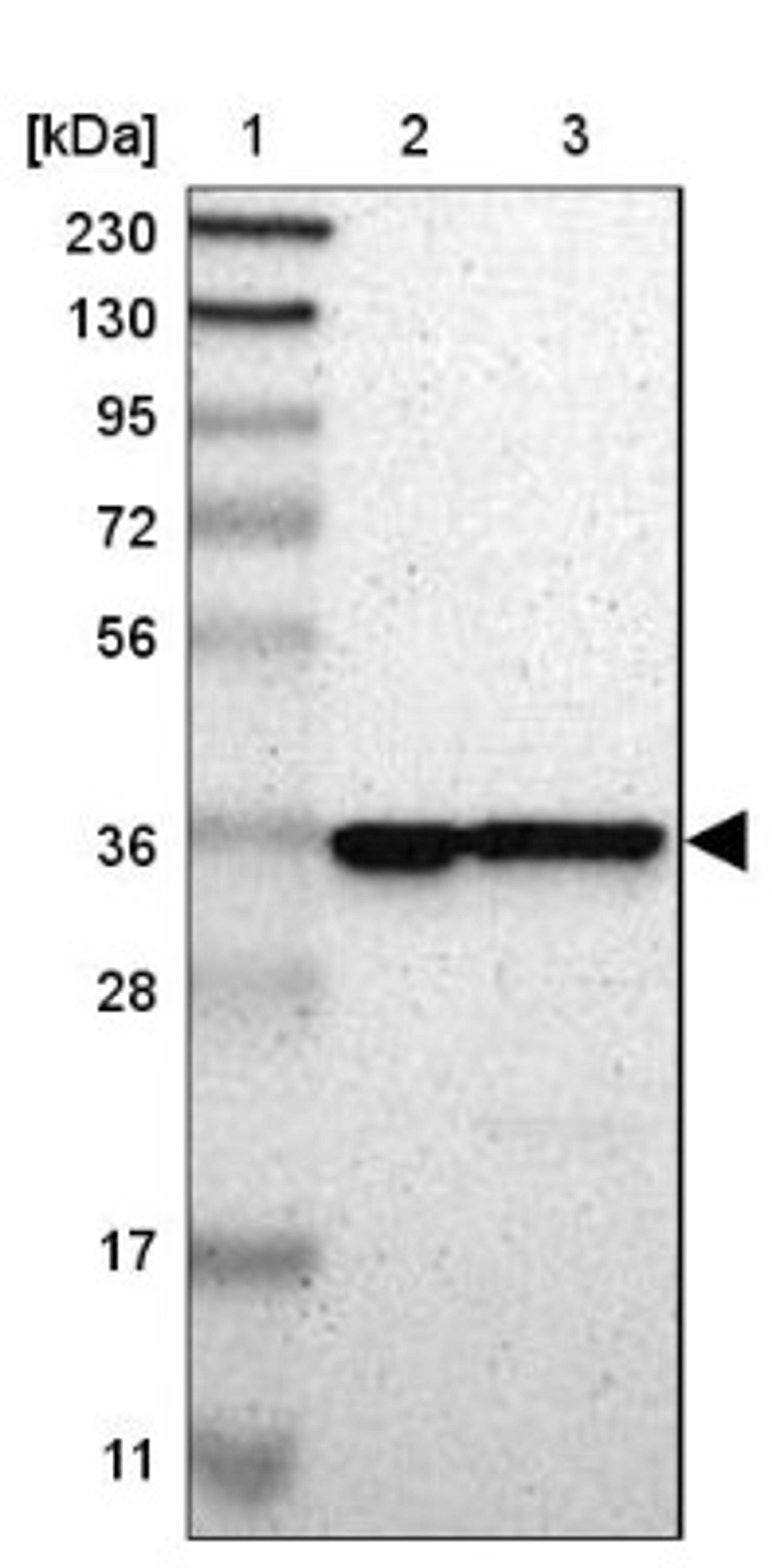 Western Blot: CAPZA2 Antibody [NBP1-86632] - Lane 1: Marker [kDa] 230, 130, 95, 72, 56, 36, 28, 17, 11<br/>Lane 2: Human cell line RT-4<br/>Lane 3: Human cell line U-251MG sp