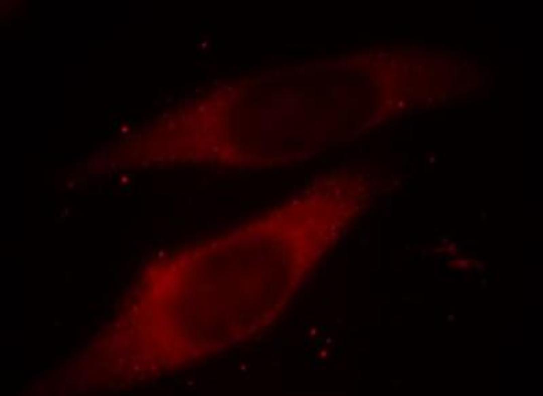 Immunocytochemistry/Immunofluorescence: Inhibin beta A Antibody [NB110-61019] - Analysis of Hela cells.