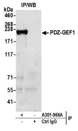 Detection of human PDZ-GEF1 by western blot of immunoprecipitates.