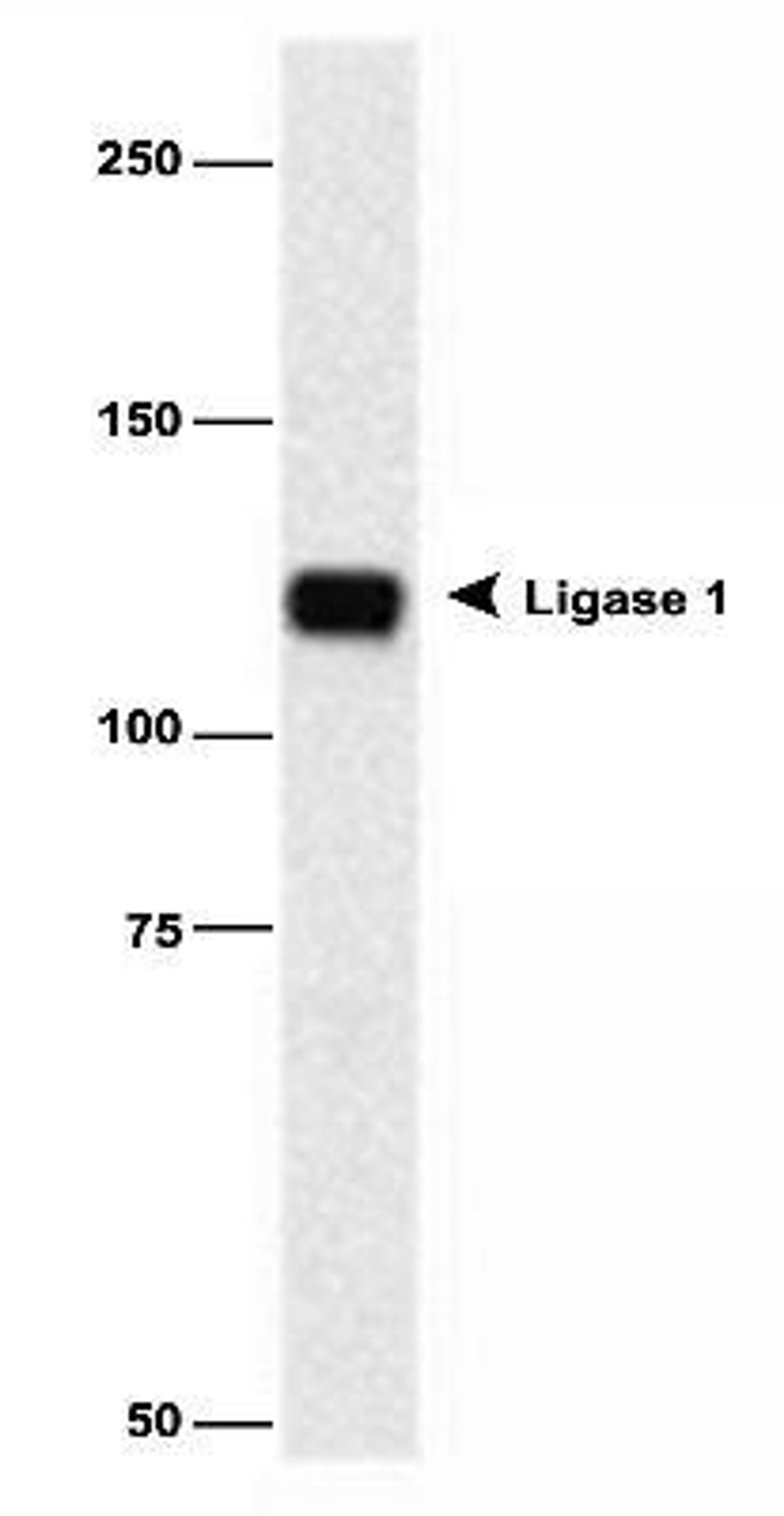 Western Blot: DNA Ligase I Antibody (10H5) [NB100-119] - Detection of human Ligase I protein in Raji whole cell lysate using NB 100-119.