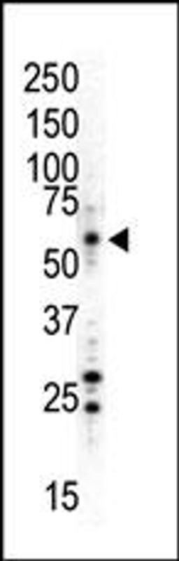 Western blot analysis of anti-JNK1 Pab in HL60 (UV-treated) cell lysate