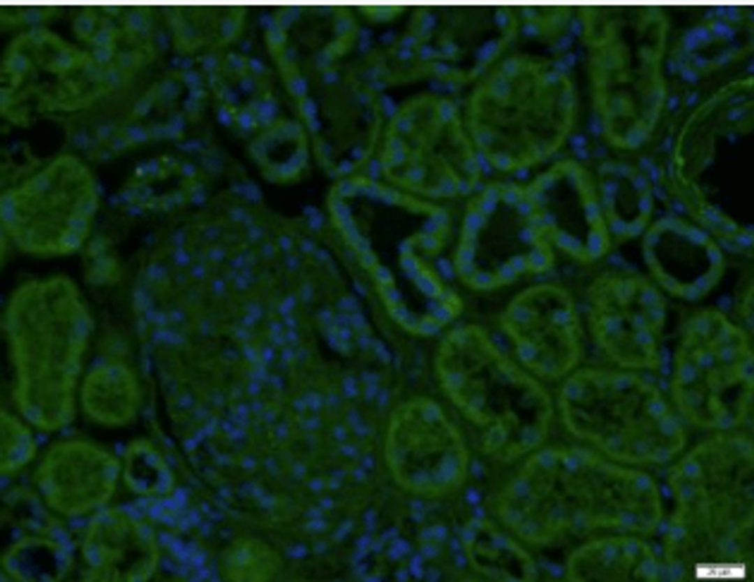 Immunofluorescence analysis of Human kidney using beta Defensin 3 antibody (FITC).