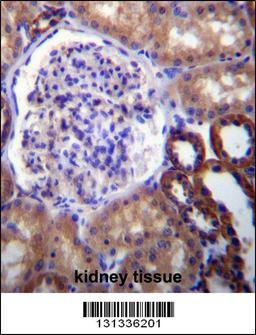 FUT6 Antibody immunohistochemistry analysis in formalin fixed and paraffin embedded human kidney tissue followed by peroxidase conjugation of the secondary antibody and DAB staining.