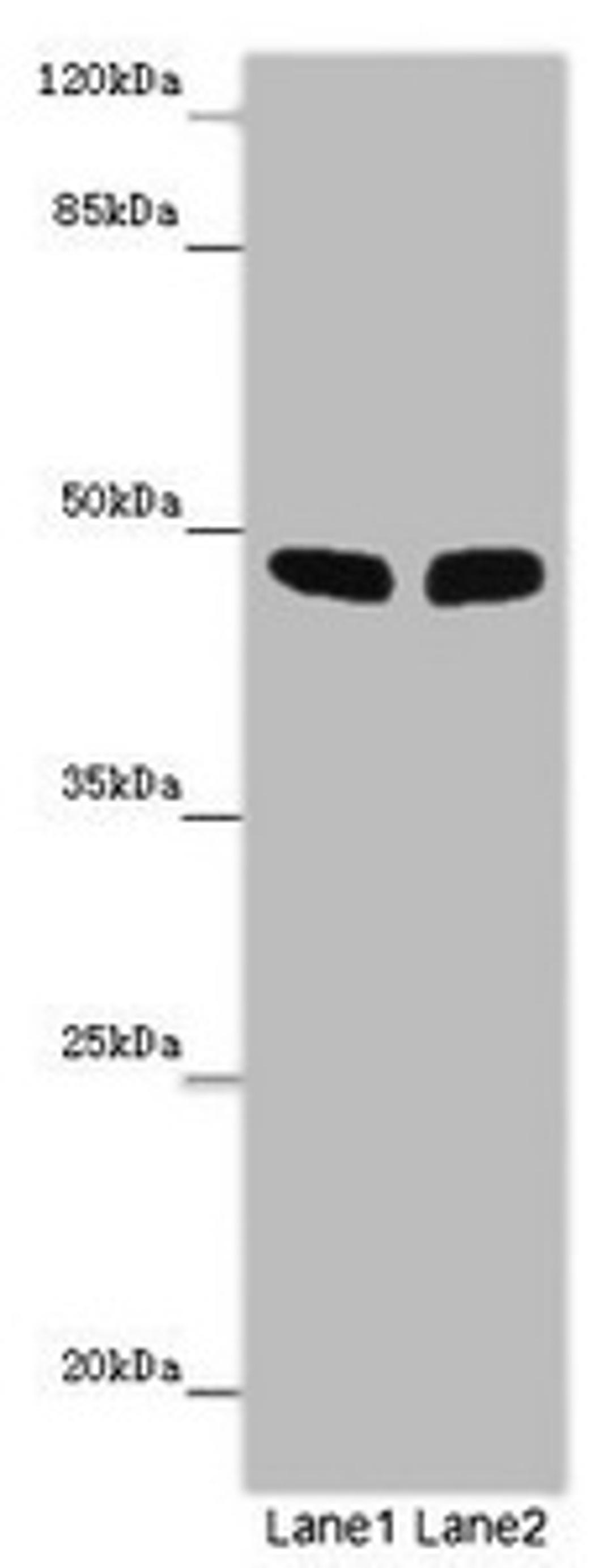 Western blot. All lanes: FBL21 antibody at 10 ug/ml. Lane 1: Mouse heart tissue. Lane 2: Mouse skeletal muscle tissue. Secondary. Goat polyclonal to rabbit IgG at 1/10000 dilution. Predicted band size: 49 kDa. Observed band size: 49 kDa. 